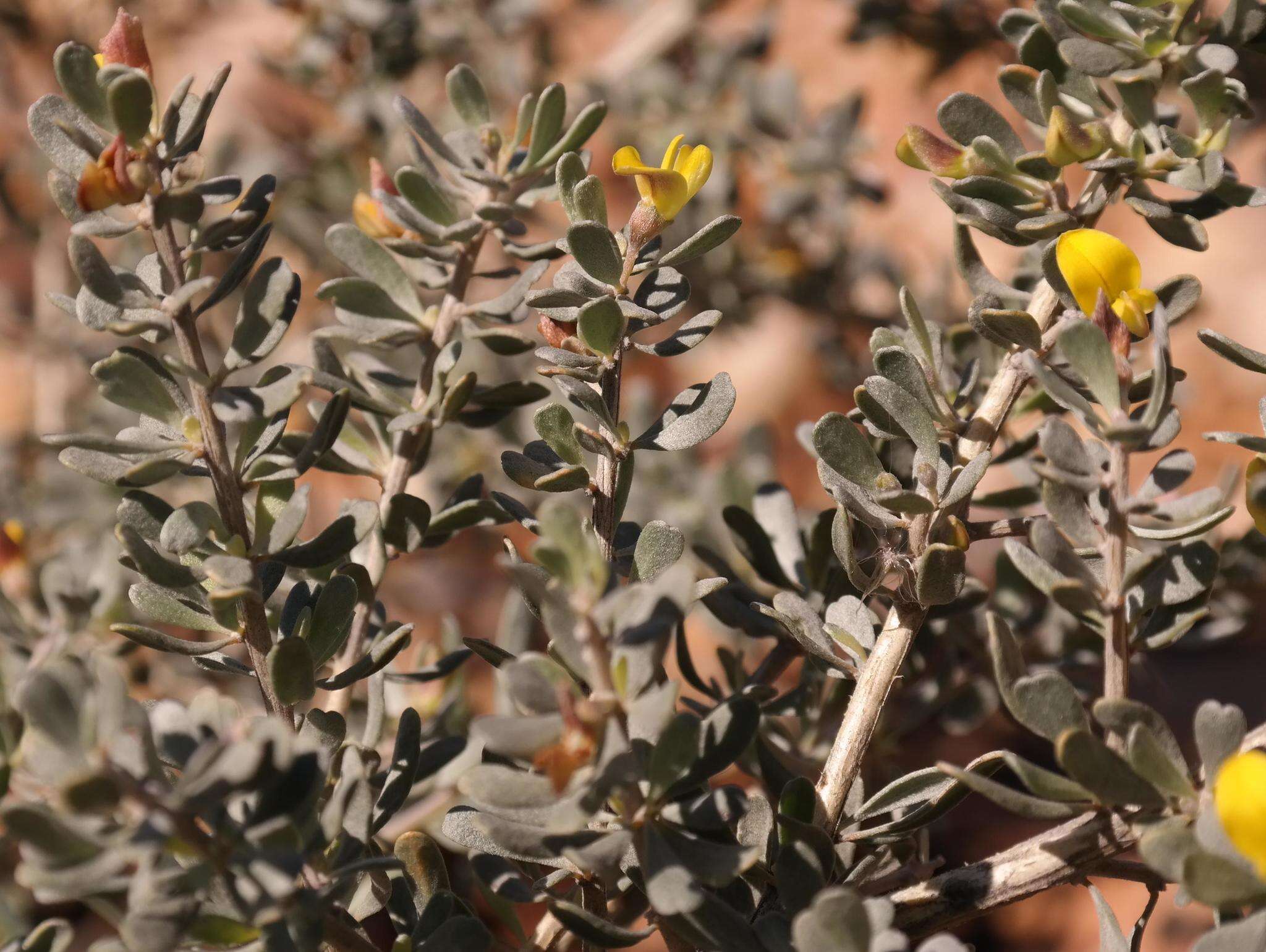 Image of Aspalathus spinosa subsp. obtusata (Thunb.) R. Dahlgren