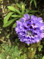 Primula glomerata Pax resmi