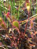 Imagem de Drosera anglica Huds.