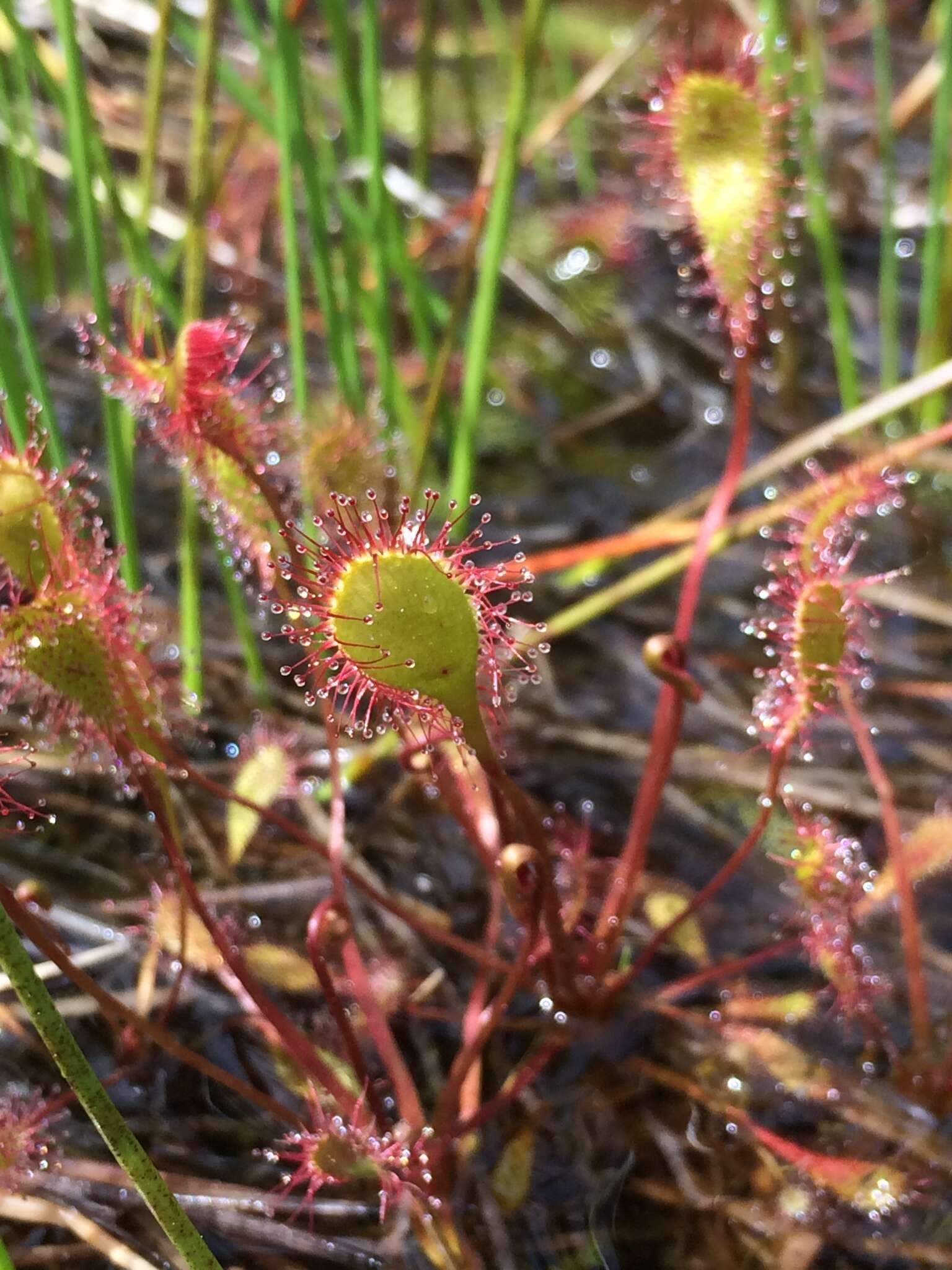 صورة Drosera anglica Huds.