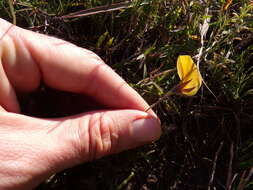 Image of Lotononis acuminata Eckl. & Zeyh.