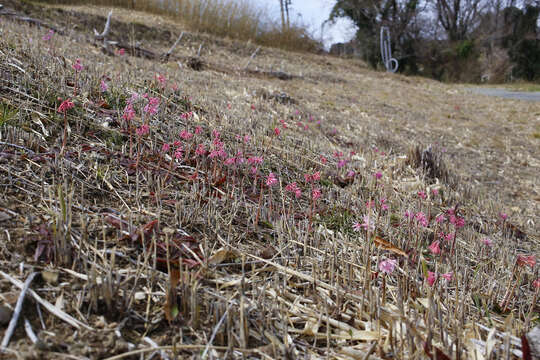 Image of Oriental Swamp Pink