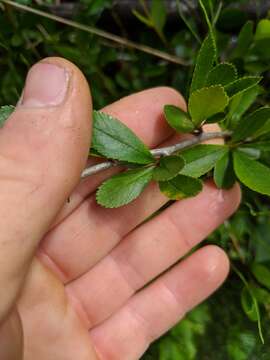 Image of Cockspur Hawthorn