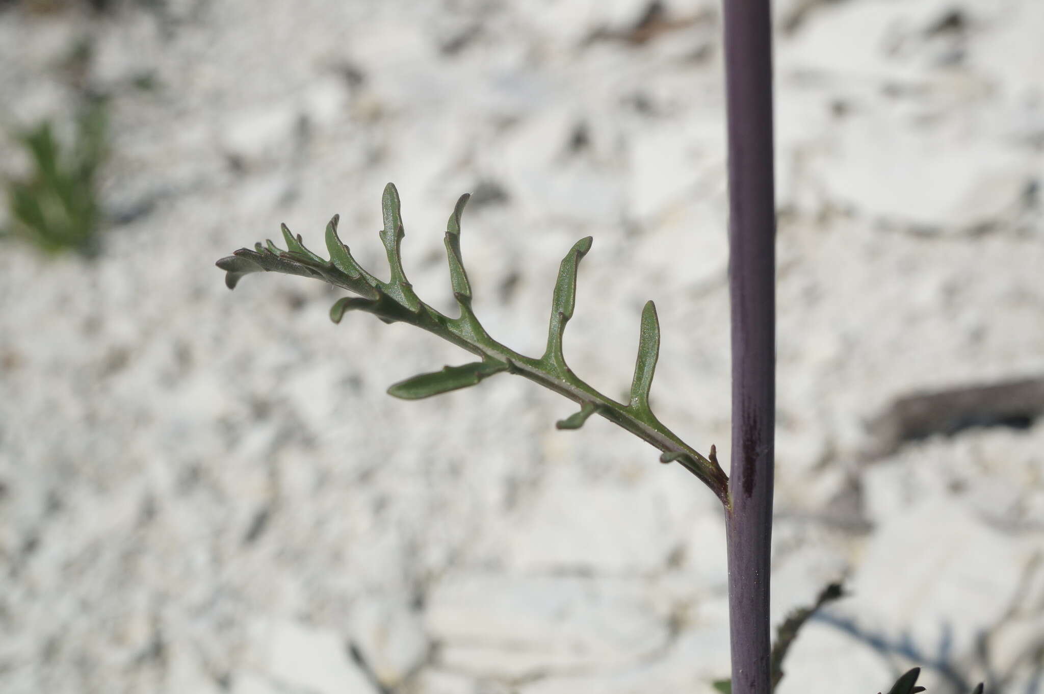 Слика од Brassica elongata subsp. pinnatifida (Schmalh.) Greuter & Burdet