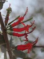 Plancia ëd Plicosepalus acaciae (Zucc.) D. Wiens & R. M. Polhill