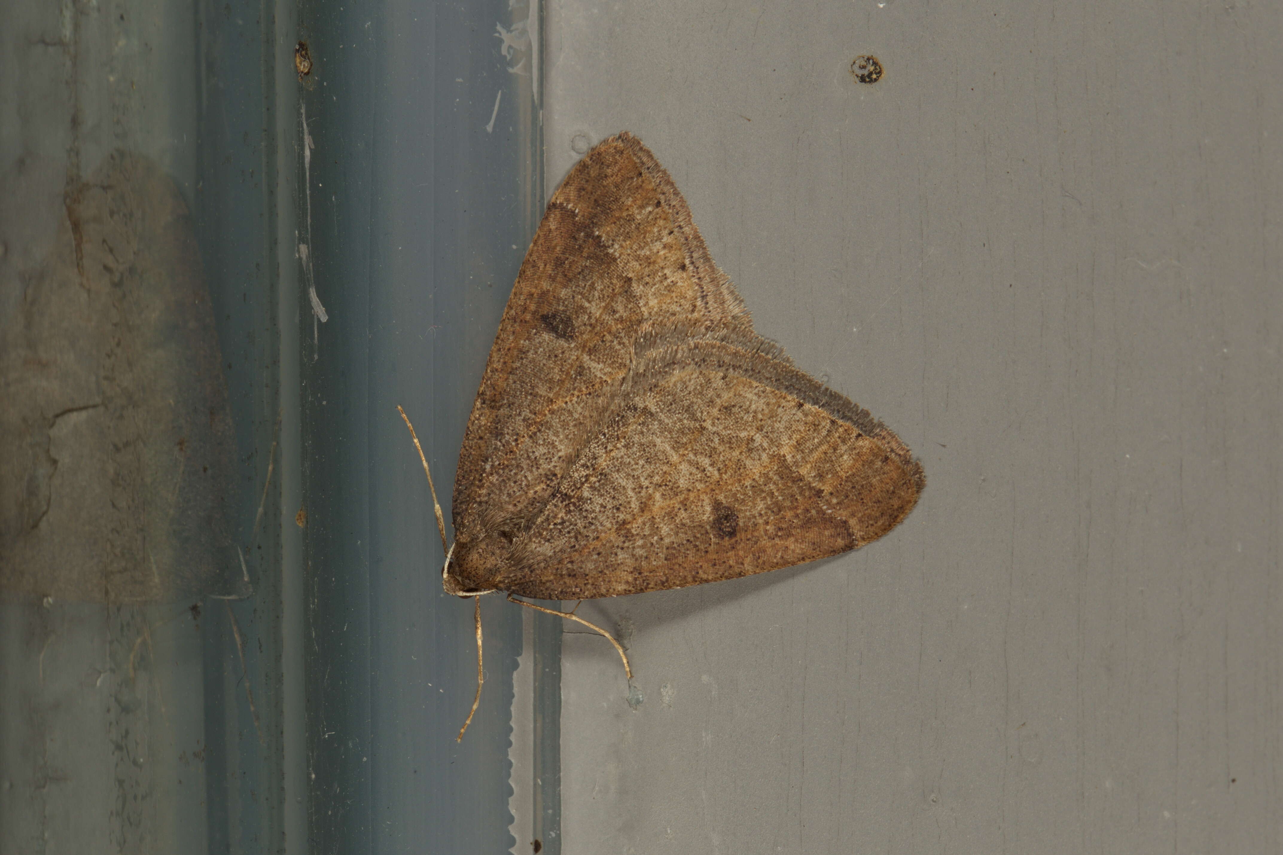 Image of early moth