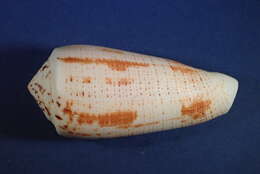 Image of Conus magus Linnaeus 1758