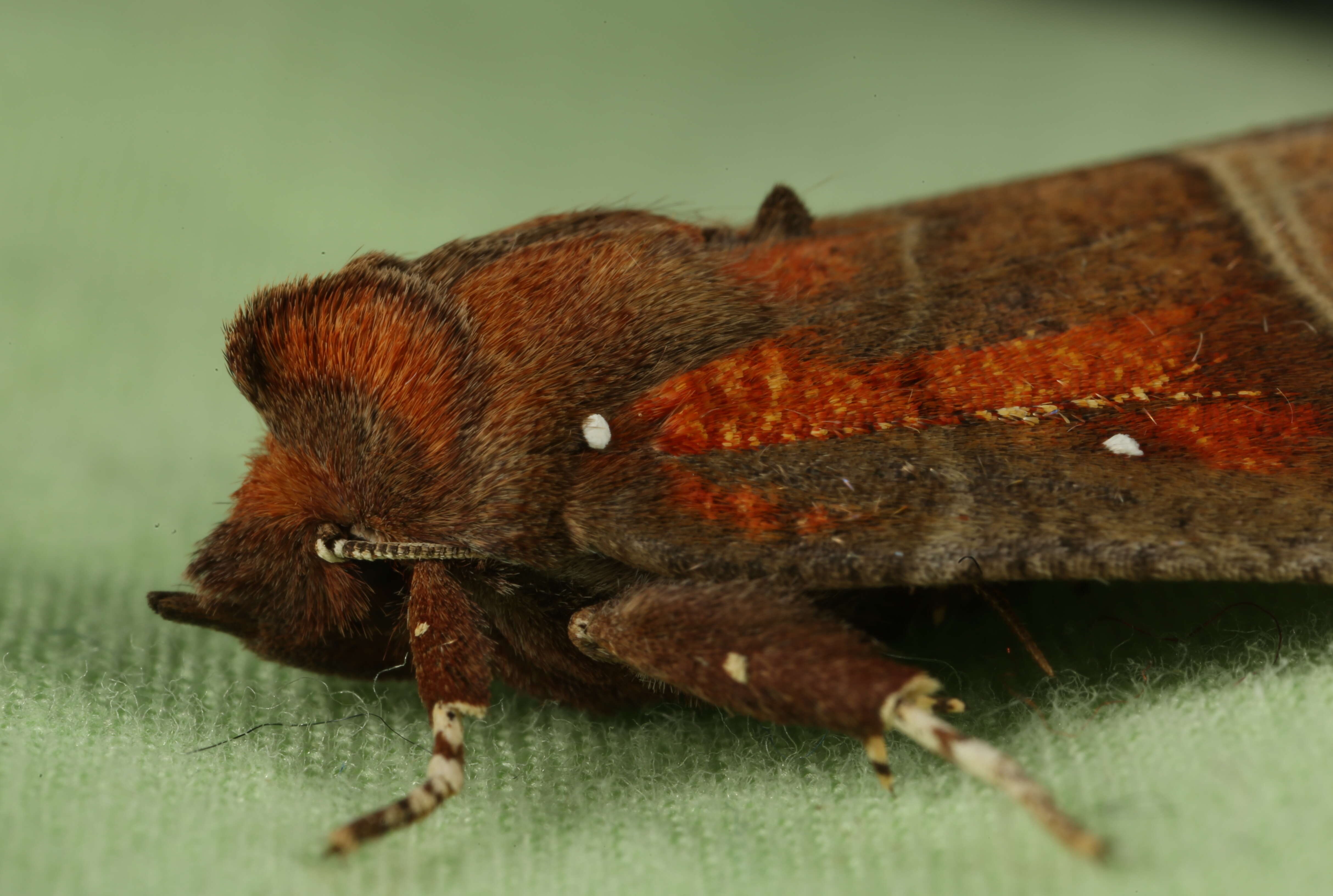 Image of Scoliopteryx Germar 1810