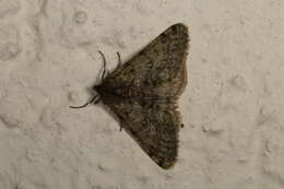 Image of pale brindled beauty