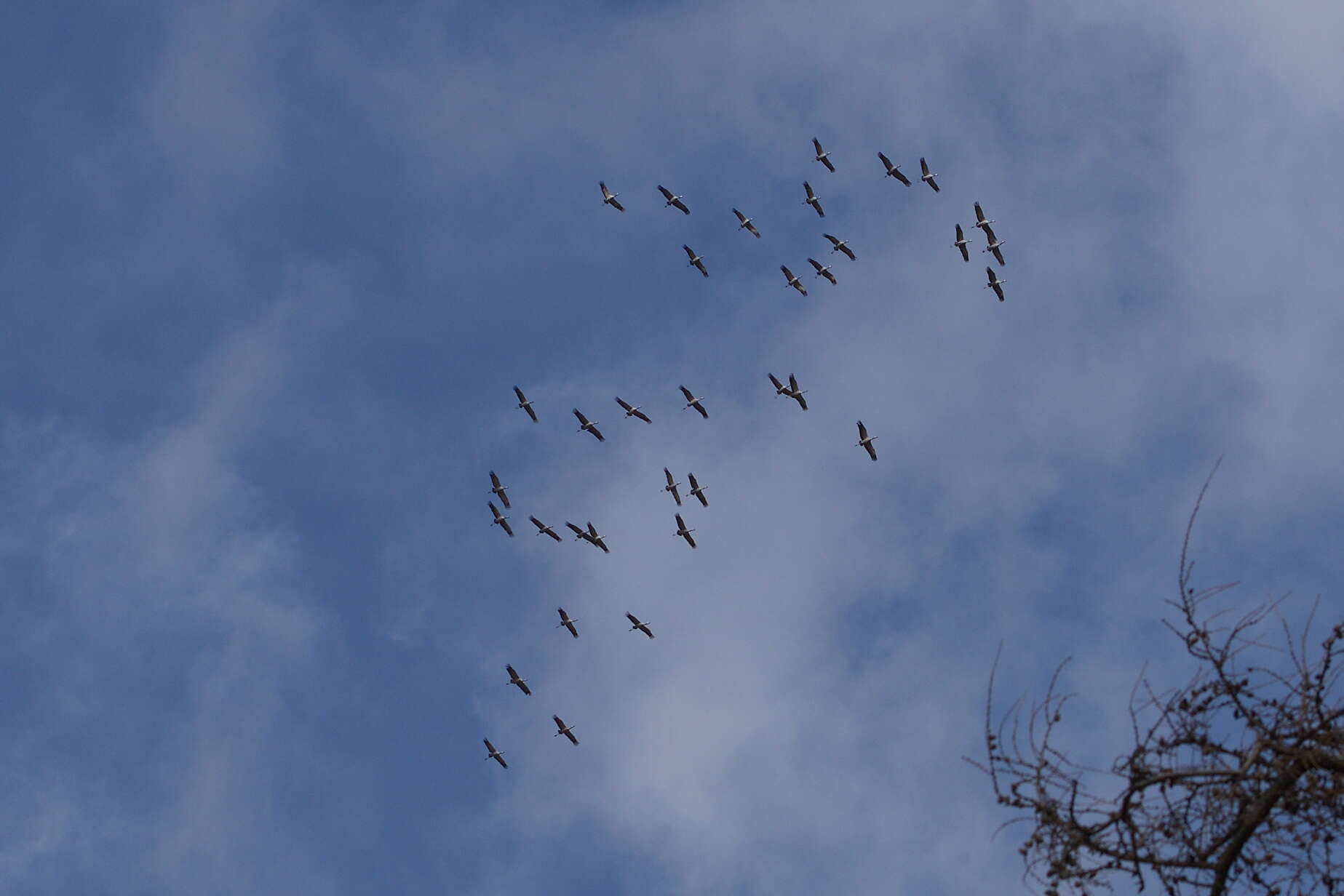 Image of Common Crane