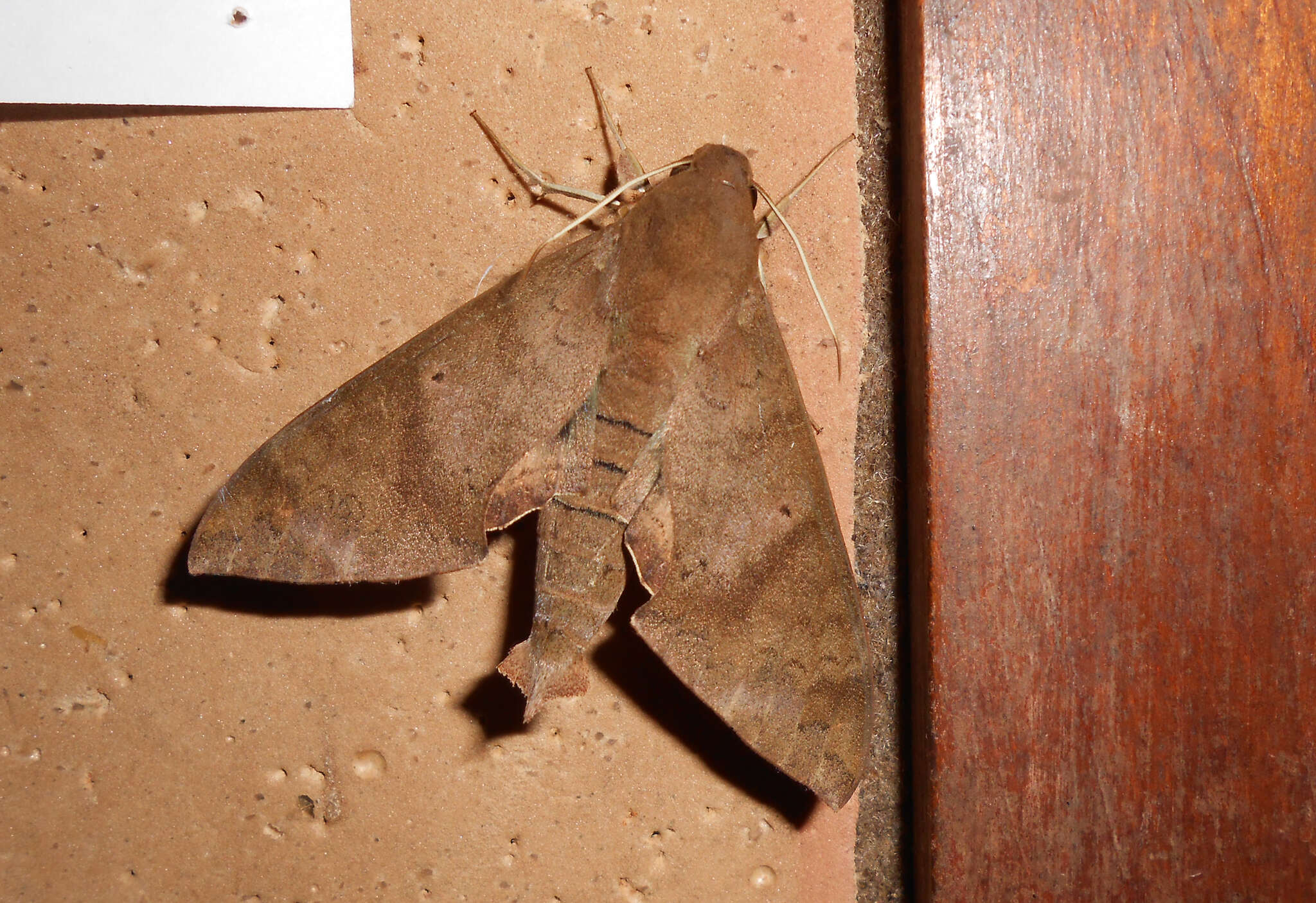 Image of False Fig Sphinx Moth