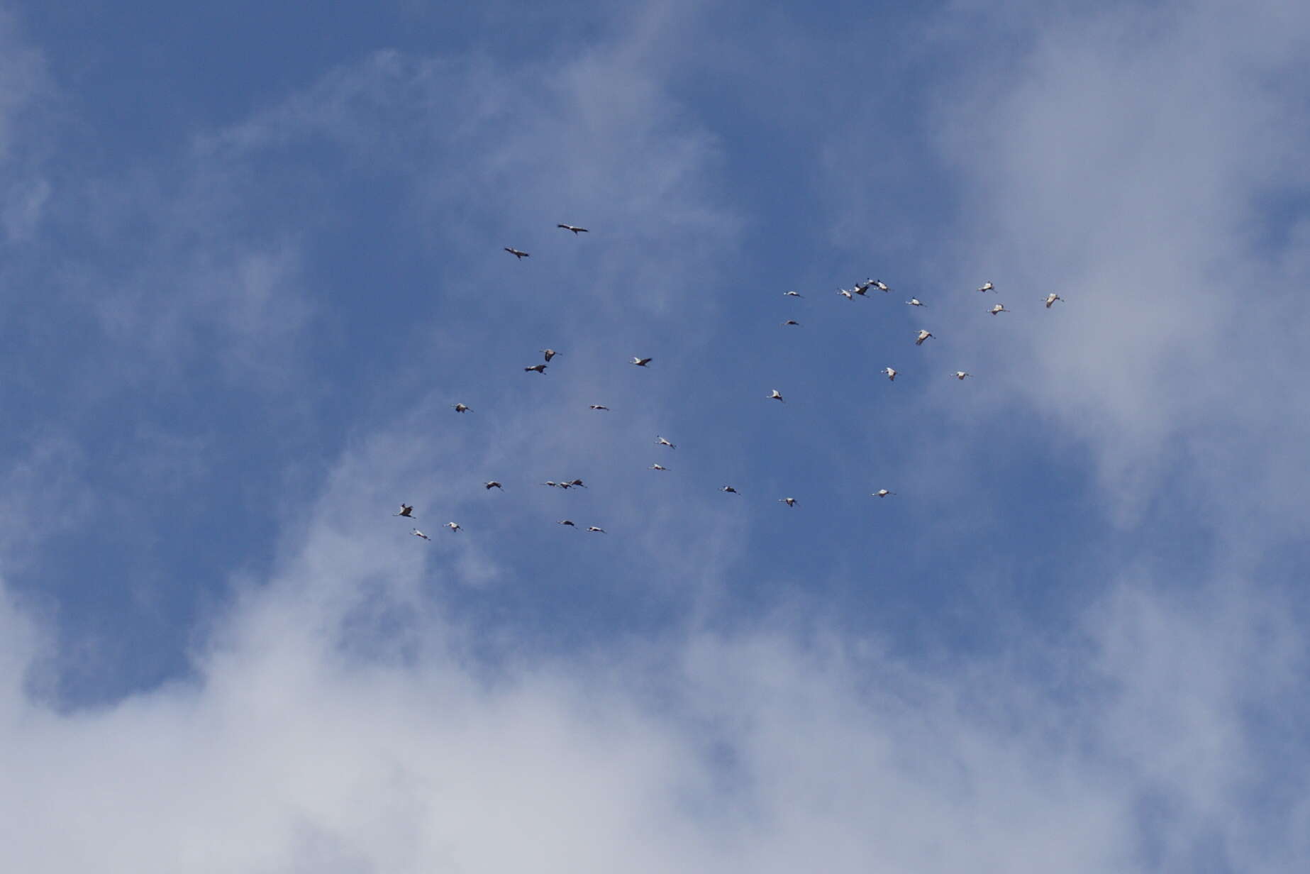 Image of Common Crane