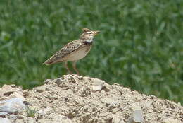 Image of Bimaculated Lark