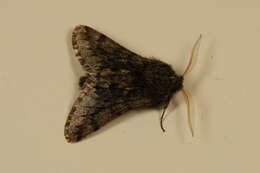 Image of small brindled beauty