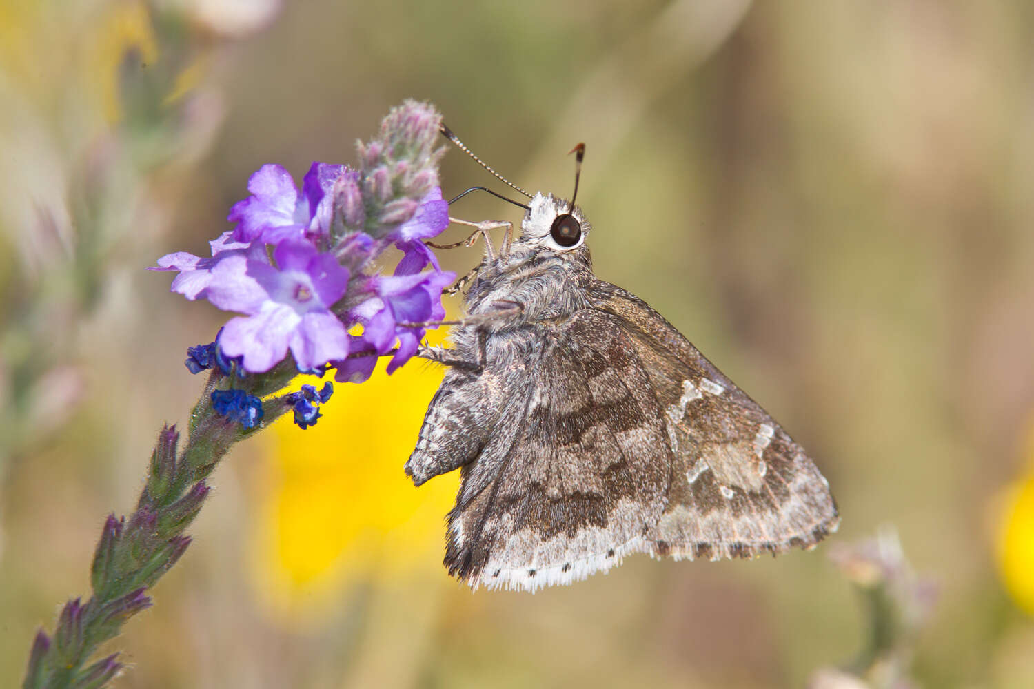 Image of Acacia Skipper