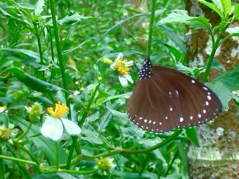 Sivun Euploea tulliolus koxinga Fruhstorfer 1908 kuva