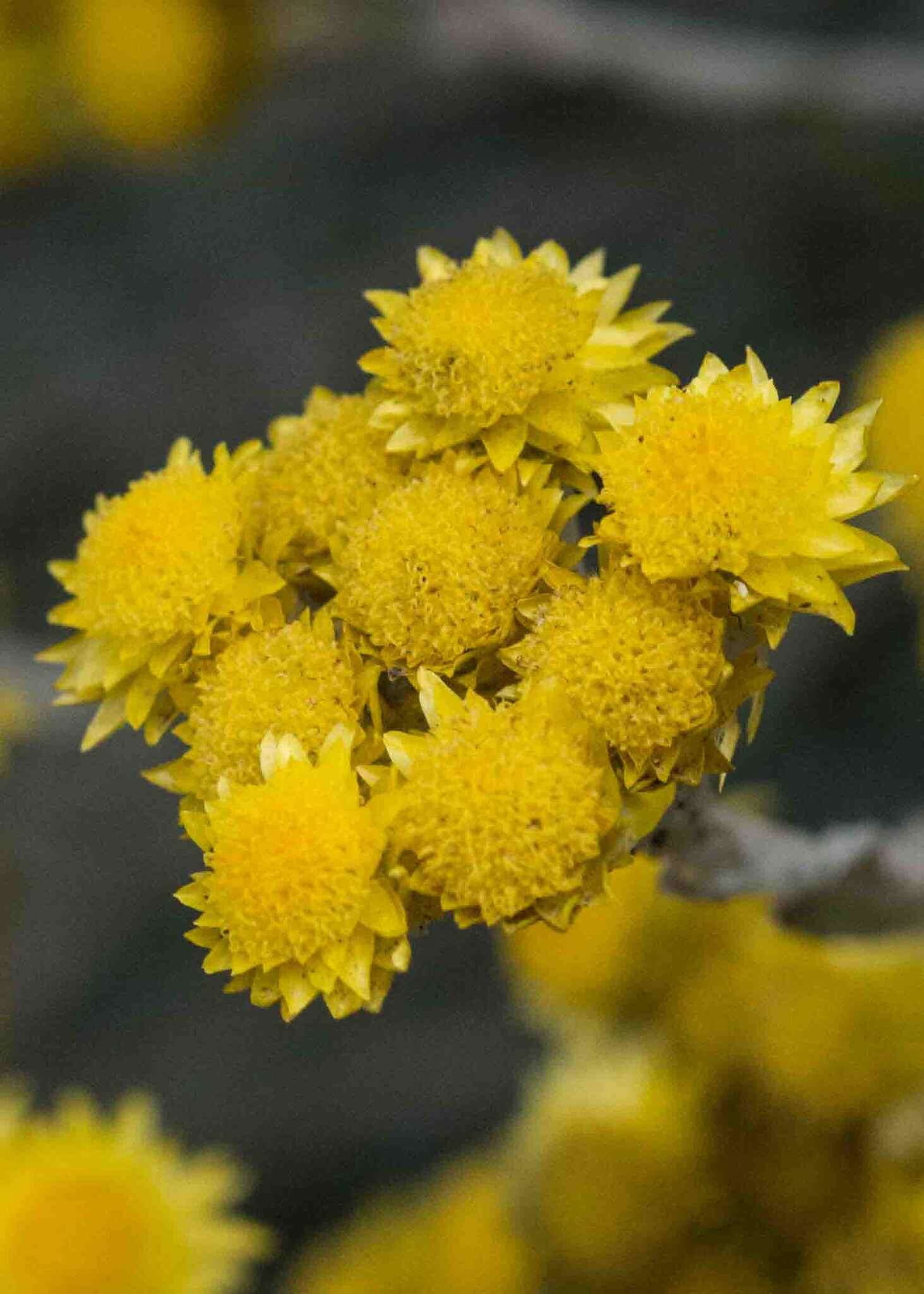 Image of Helichrysum montanum DC.