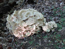 Image de Polypore de Sumstine