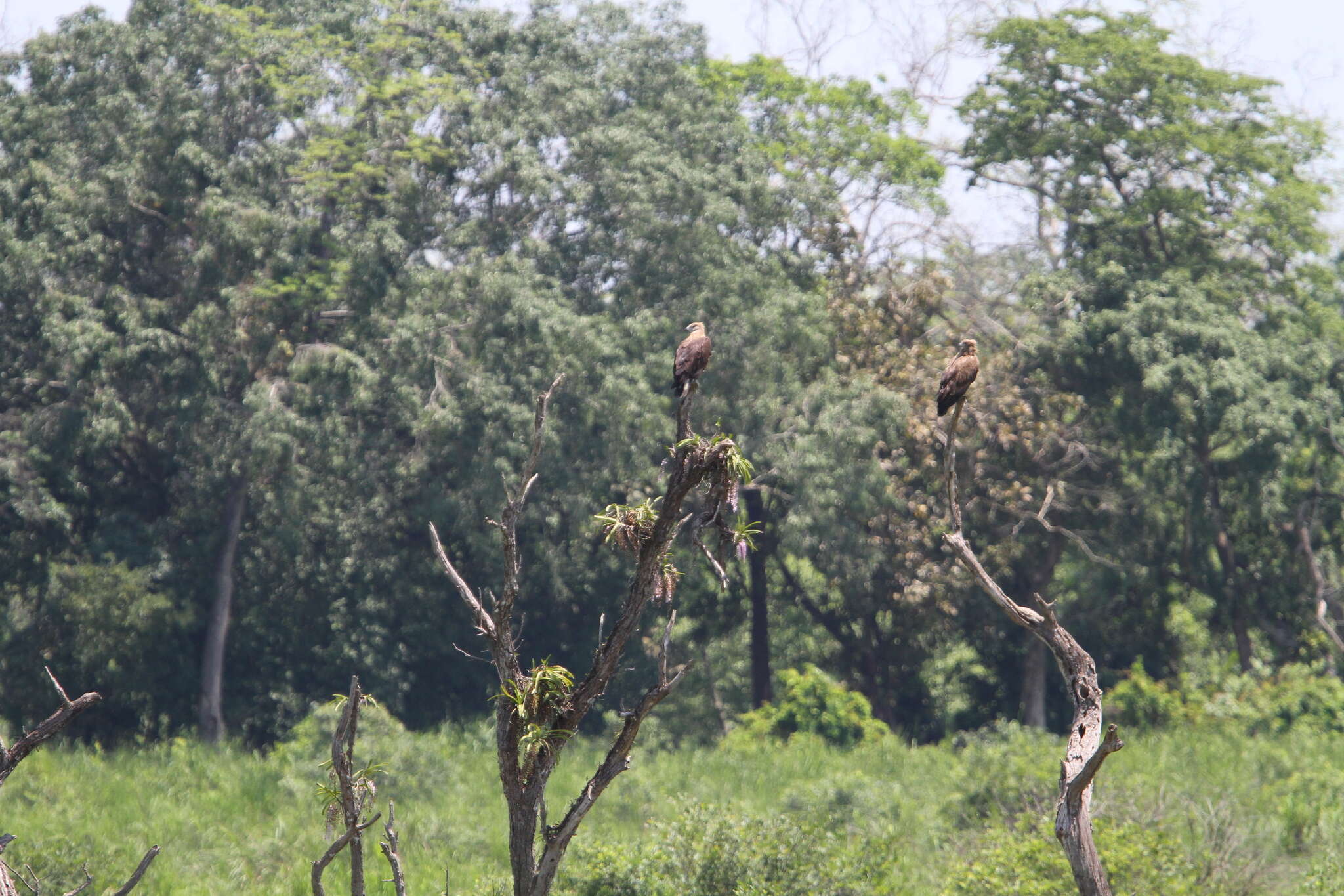 Image of Band-tailed Fish-eagle