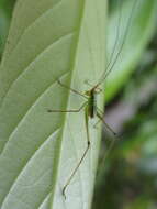 Image of Japanese broadwinged katydid