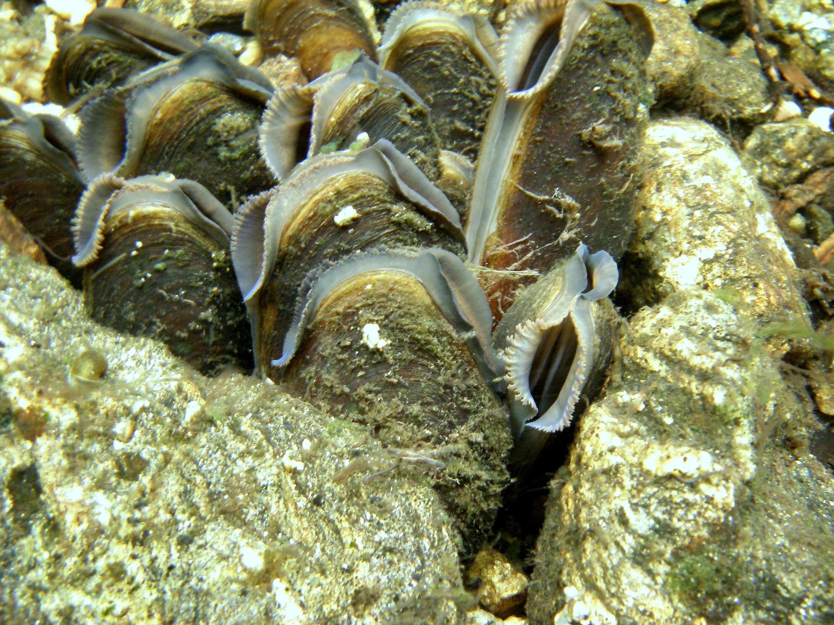 Image of Margaritifera margaritifera