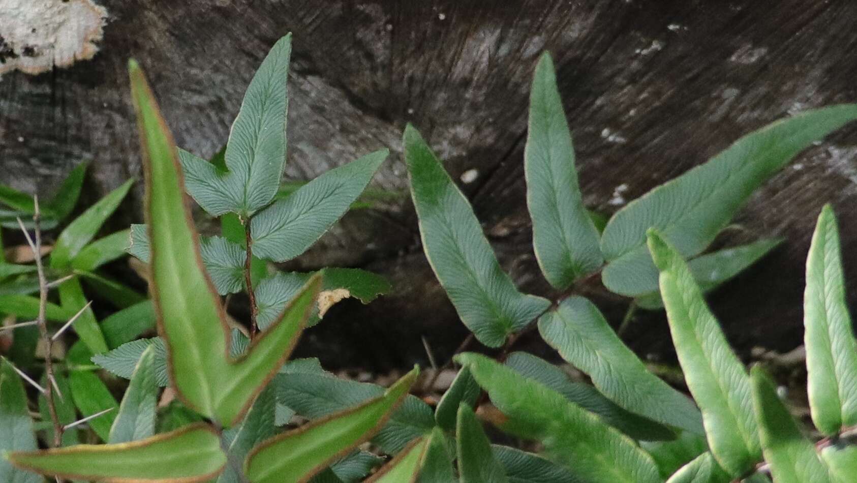 Image of Coastal Common Lip Fern