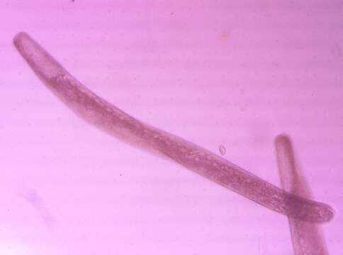 Слика од Spirostomum ambiguum