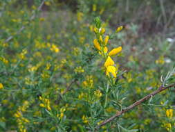 Image of Genista triacanthos Brot.