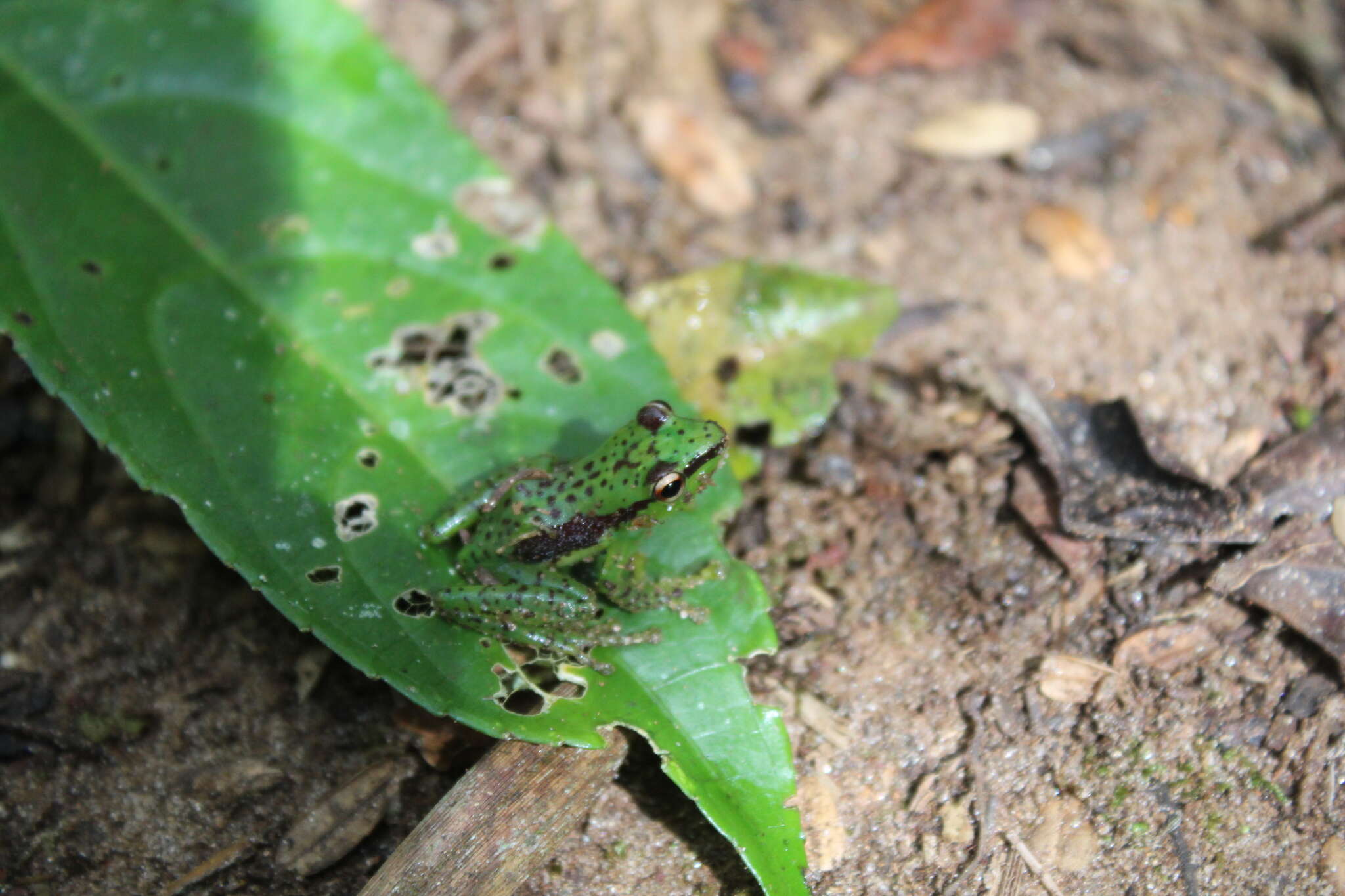 Image of Tsarafidy Madagascar Frog