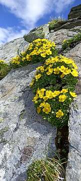 Image of twoflower cinquefoil