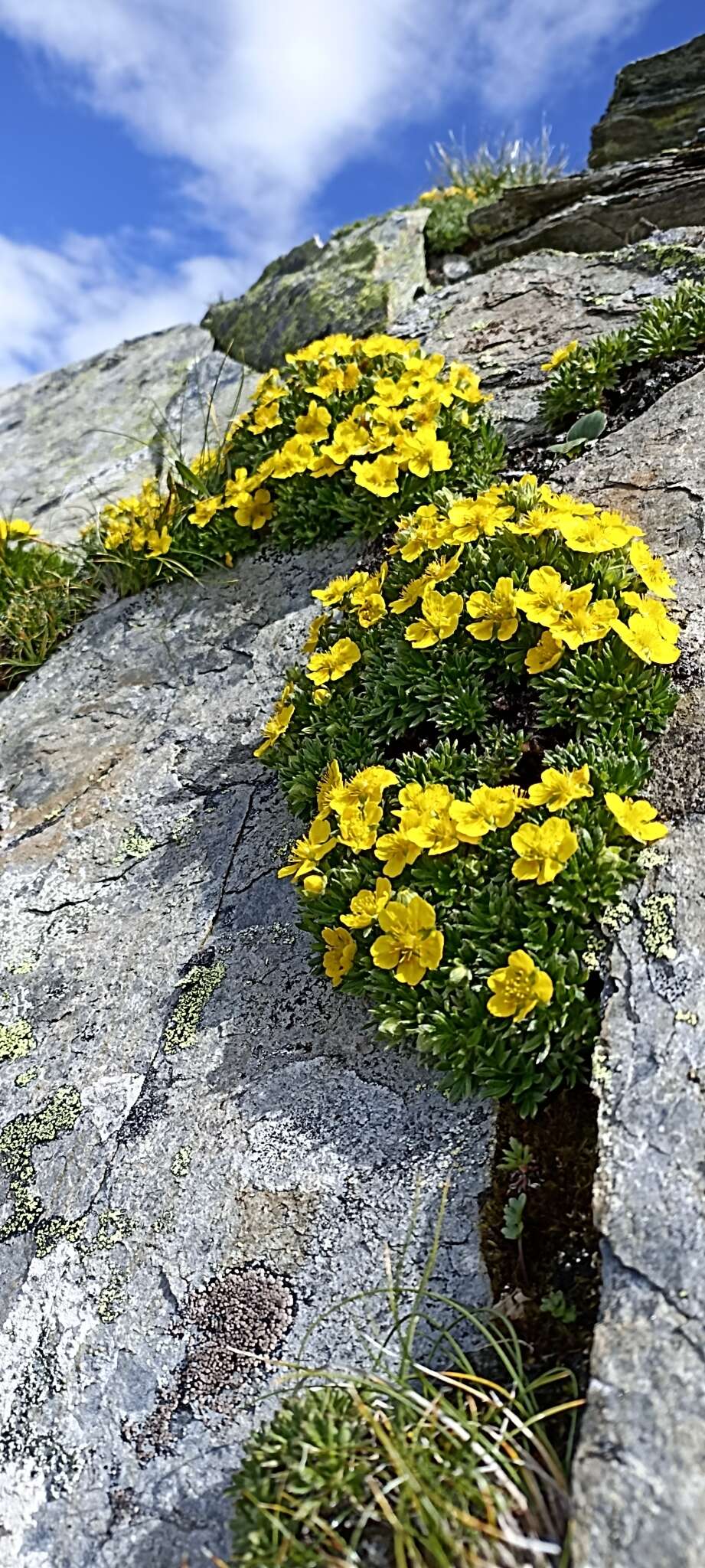 Imagem de Potentilla biflora Willd. ex Schltdl.