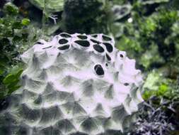 Image of bumpy ball sponge