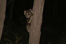 Image of koalas