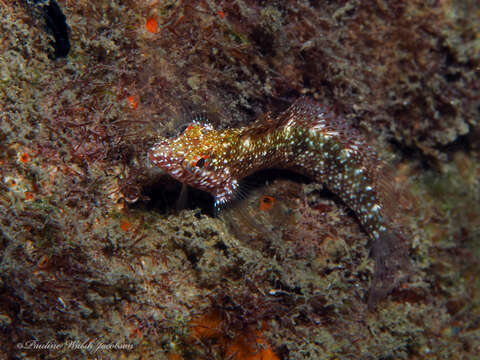 Image of Rosy Blenny