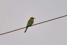 Image of White-fronted Bee-eater