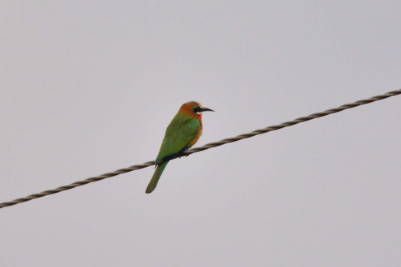 Image of White-fronted Bee-eater