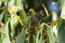 Image of Striated Thornbill