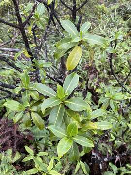 Image of forest wild coffee