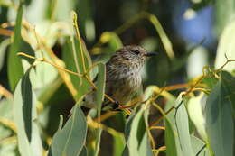 Image of Striated Thornbill