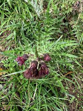 Imagem de Cirsium suzukii