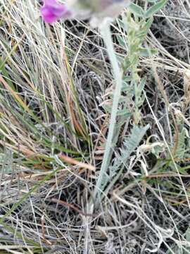 Plancia ëd Oxytropis sibajensis