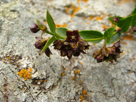 Image of Vincetoxicum funebre Boiss. & Kotschy