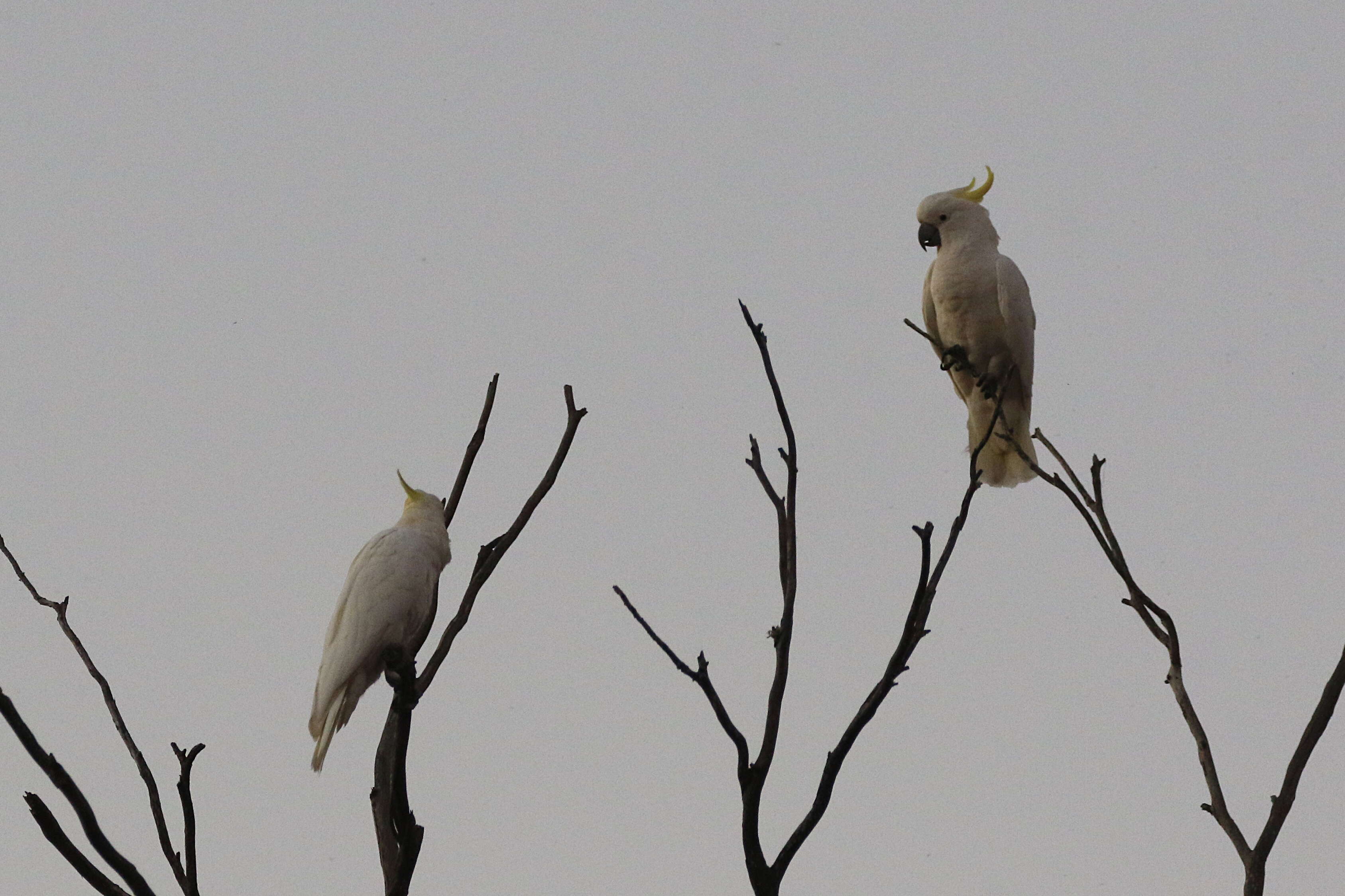 Image of Sulphur-crested Cockatoo