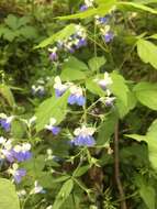 Image of spring blue eyed Mary