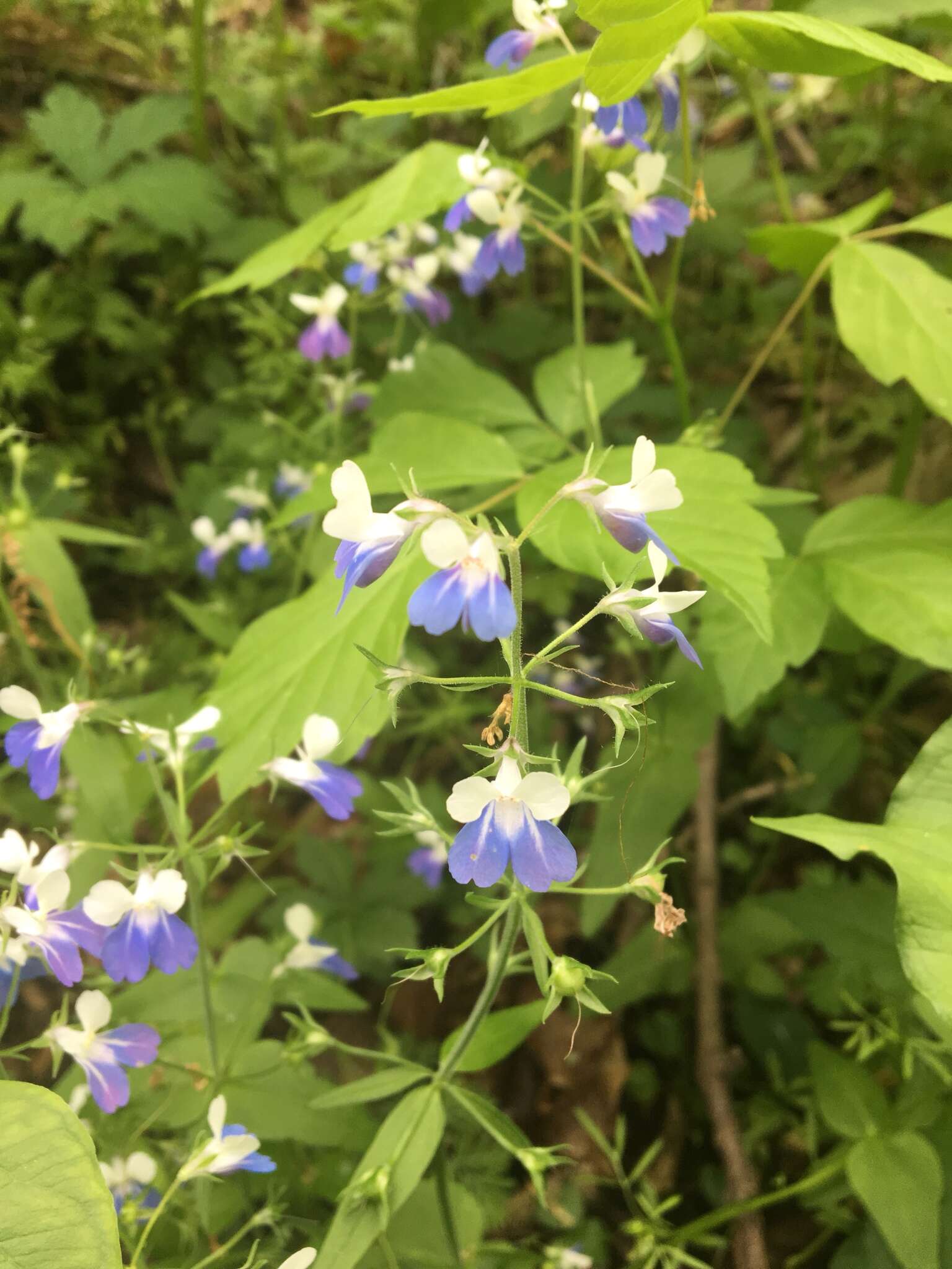 Image of spring blue eyed Mary