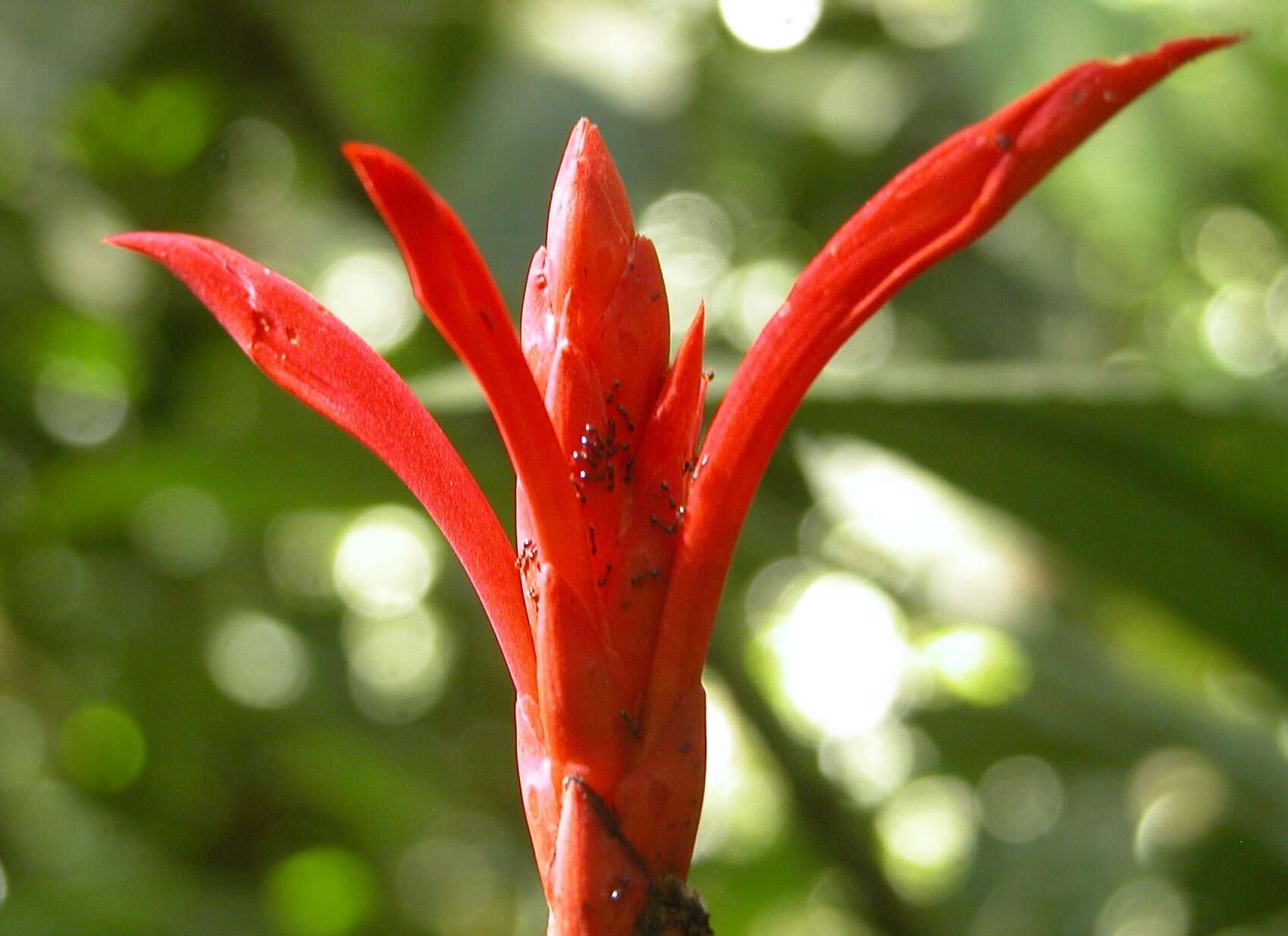 Image of Aphelandra lingua-bovis Leonard