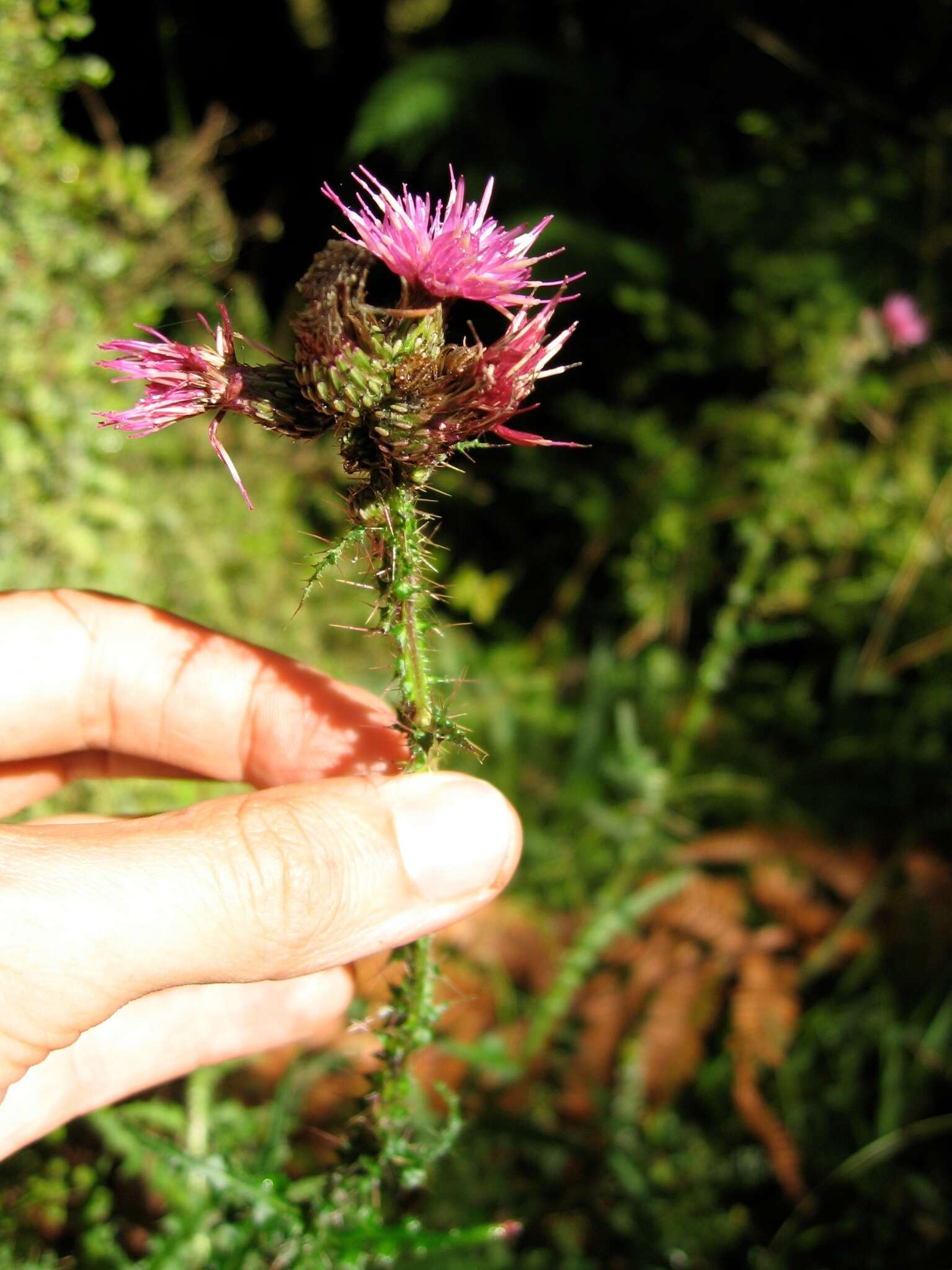 Imagem de Cirsium palustre (L.) Scop.