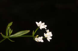 Image of Common Marsh-bedstraw