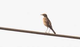 Image of Plain-backed Pipit