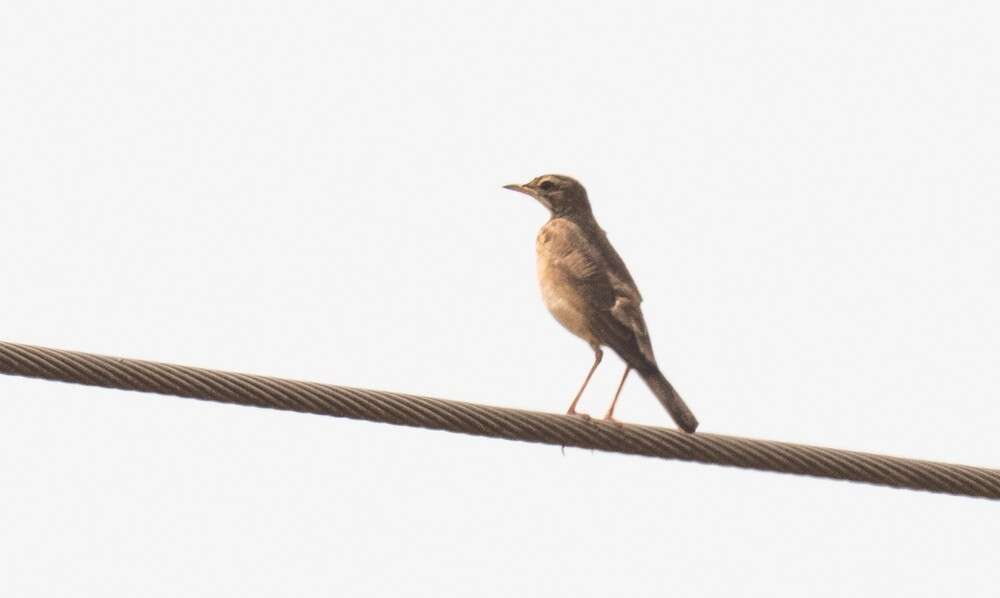 Image of Plain-backed Pipit